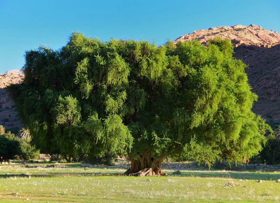 Дерево аргании